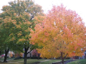 brookside blog photos 006