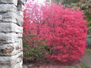 brookside blog photos 007