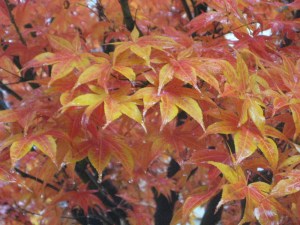 brookside blog photos 009