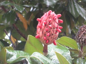 brookside blog photos 011