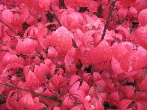 brookside blog photos 015